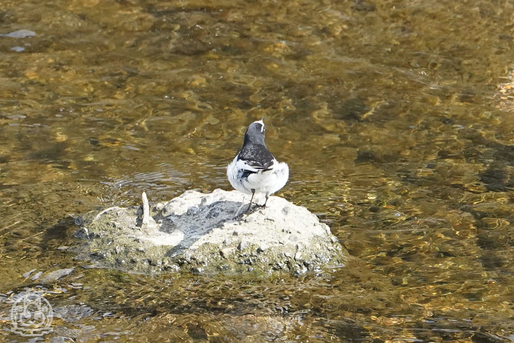 セグロセキレイのバトル 野鳥撮影日記