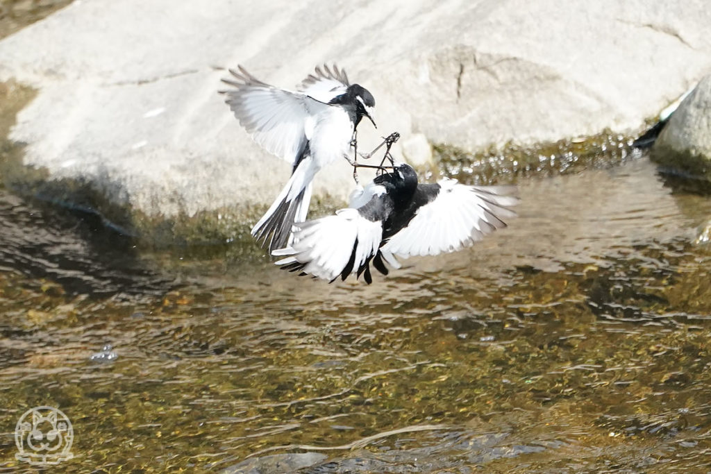 セグロセキレイのバトル２ 野鳥撮影日記